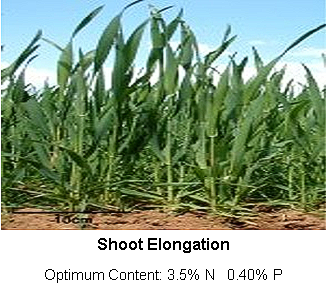 A field of corn plants growing in the dirt.