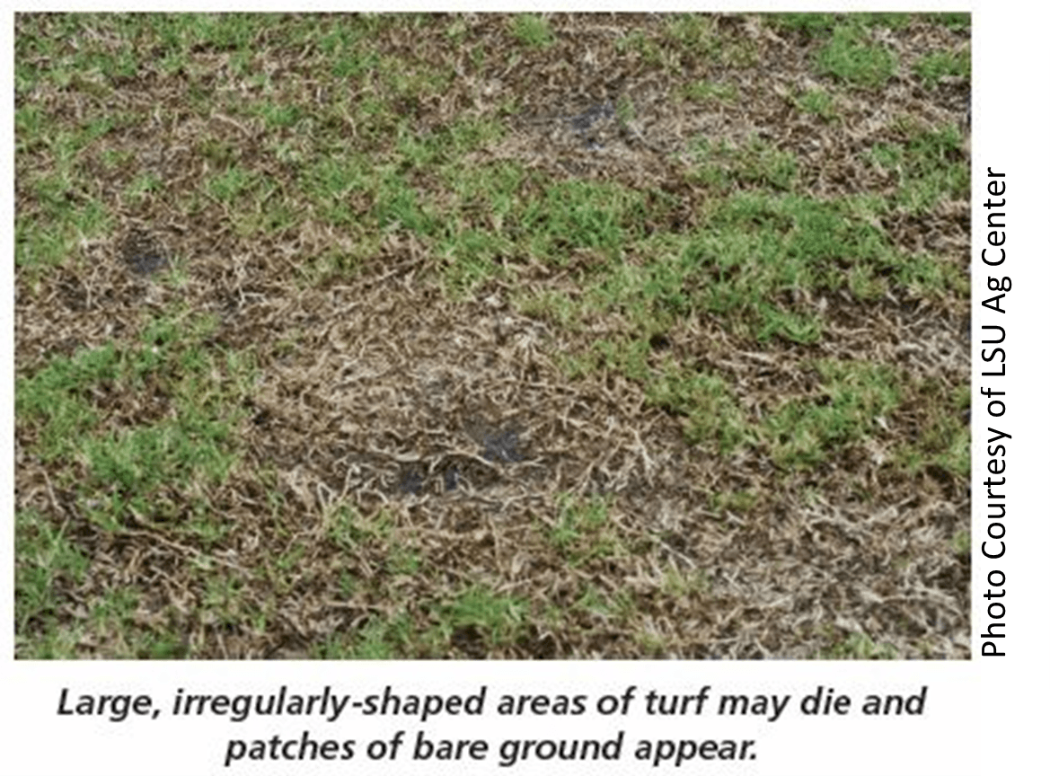 Large , irregularly shaped areas of turf may die and patches of bare ground appear.