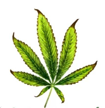 Image of a hemp leaf with damage to the leaf tips