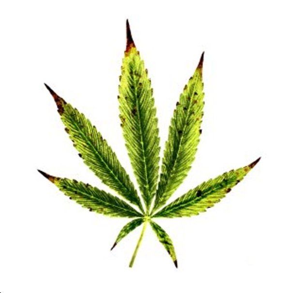 Image of a hemp leaf with damage on the leaf tips