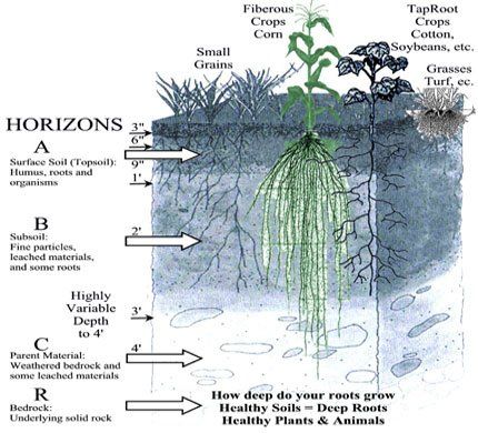 soil profile