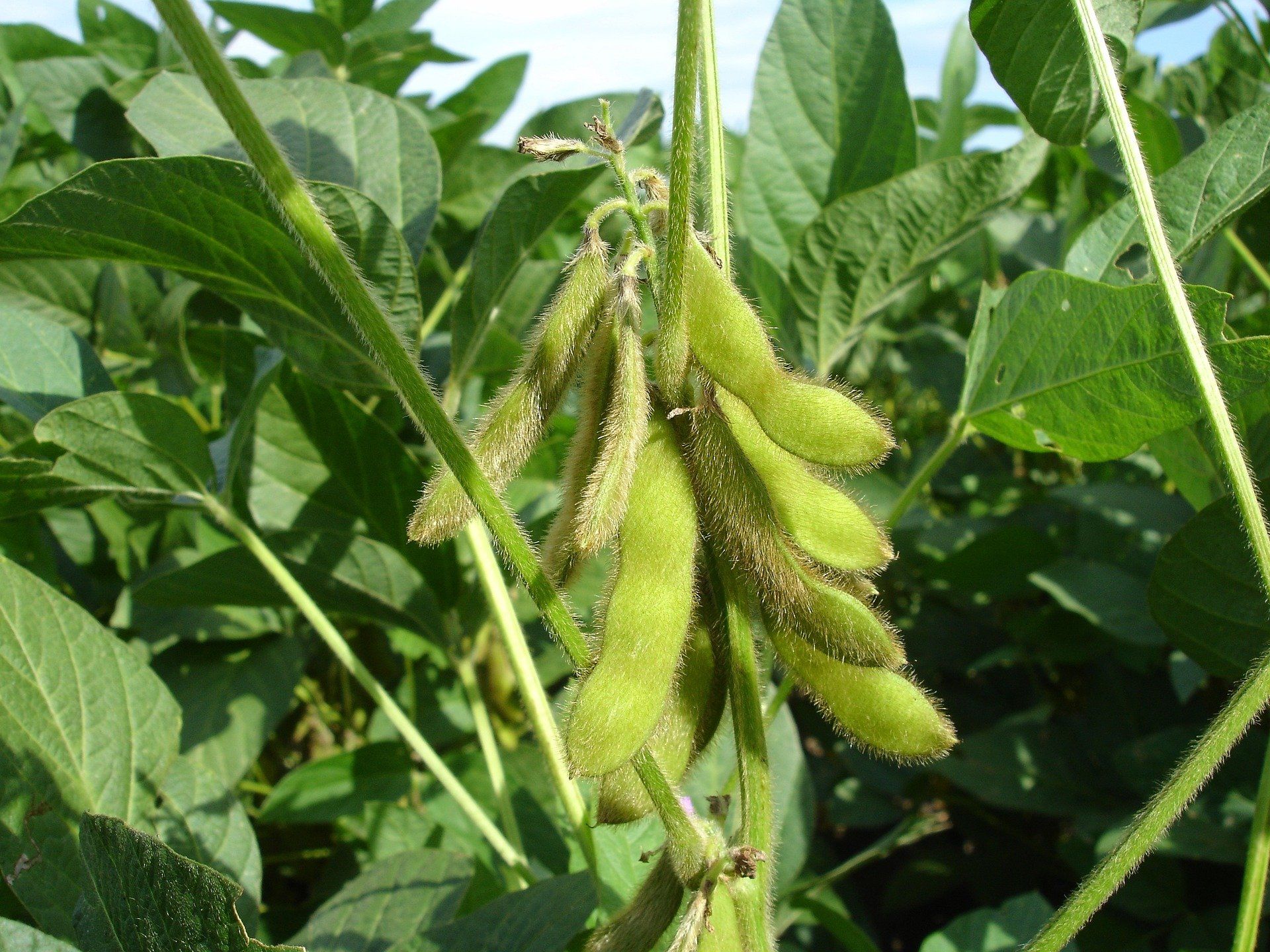 A bunch of green beans are growing on a plant