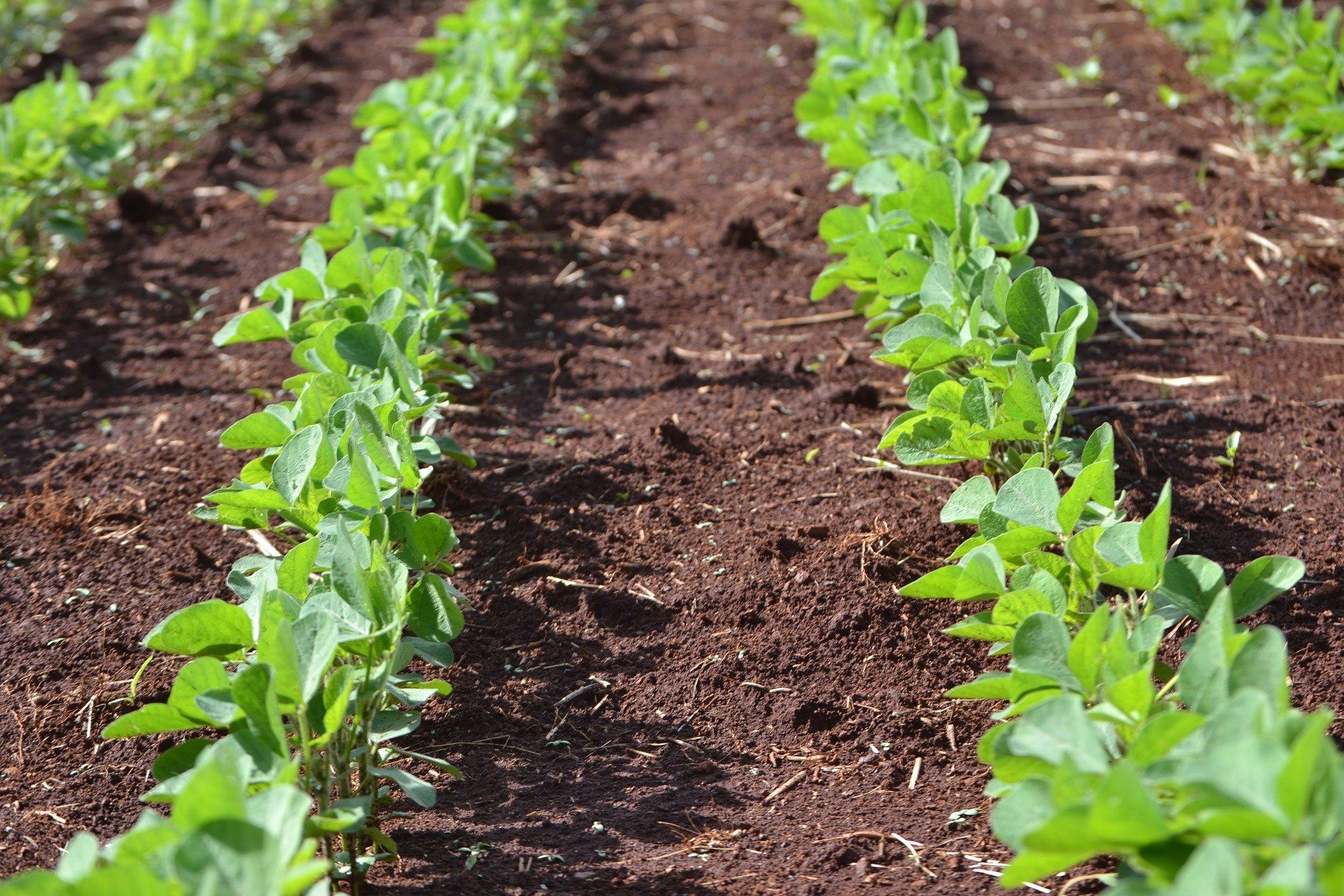 A row of green plants growing in a field.