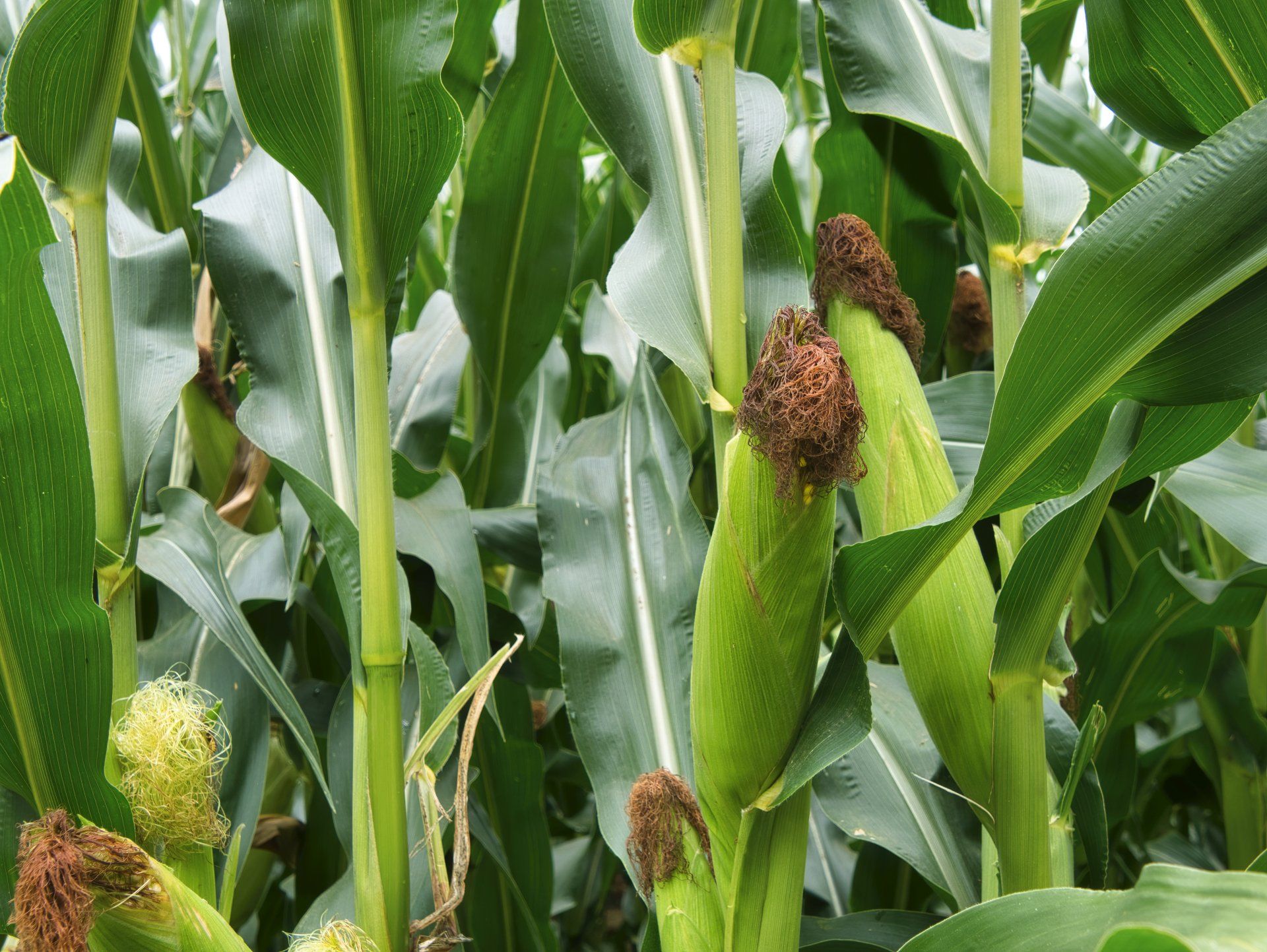 A close up of a corn plant with green leaves