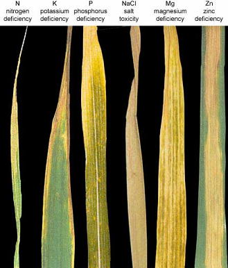 A row of plants with different levels of nutrient deficiency