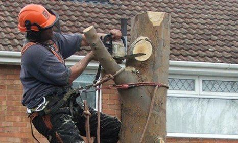 a tree surgeon cutting the tree