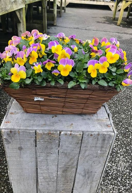 potted flowers