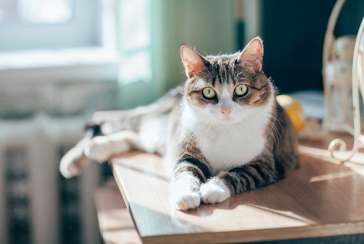 cat on table