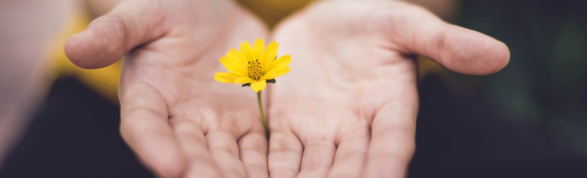 Hands giving flower
