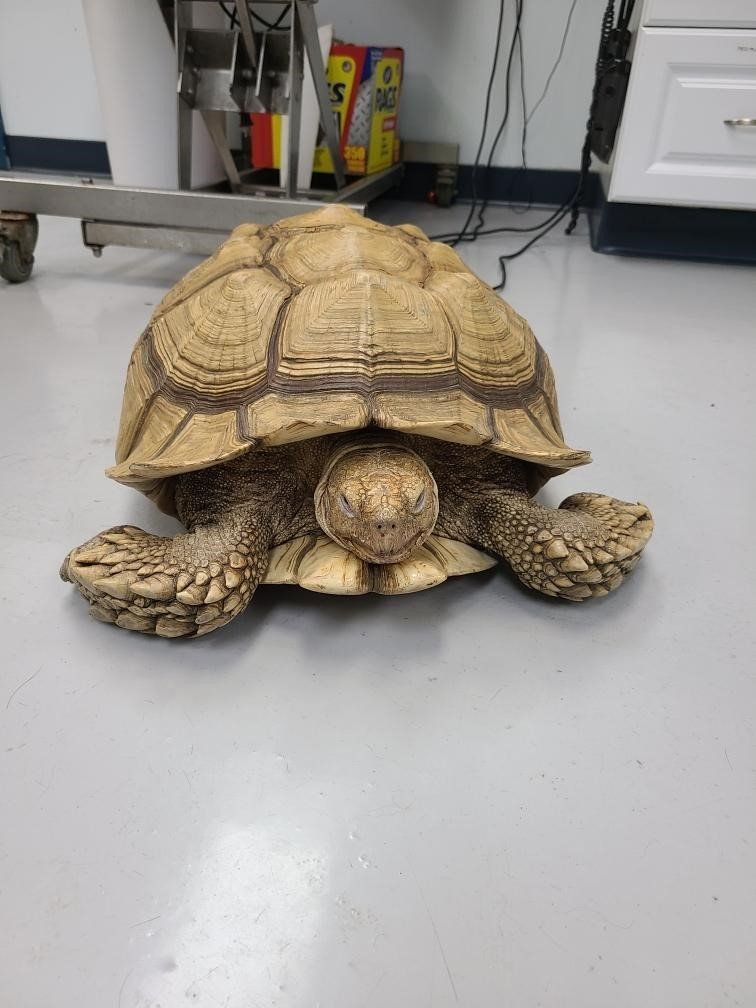 Tortoise figurine on a gray floor in an indoor room, with office equipment in the background