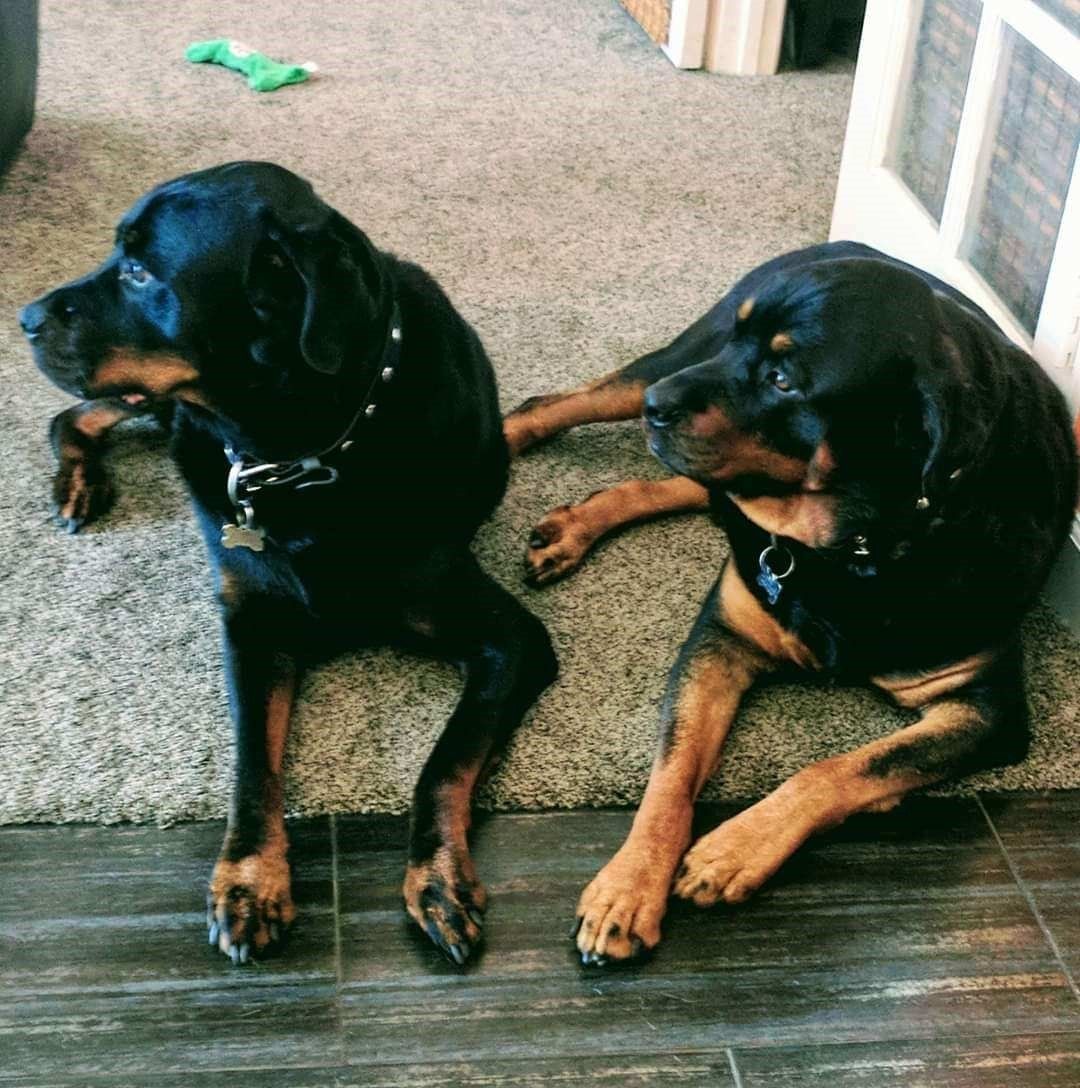 Two black-and-tan dogs lying on a carpeted floor near a doorway