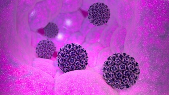 Papilloma virus