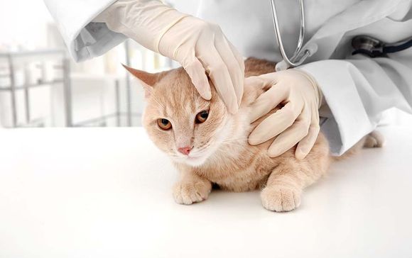 gatto trattato con delicatezza durante visita
