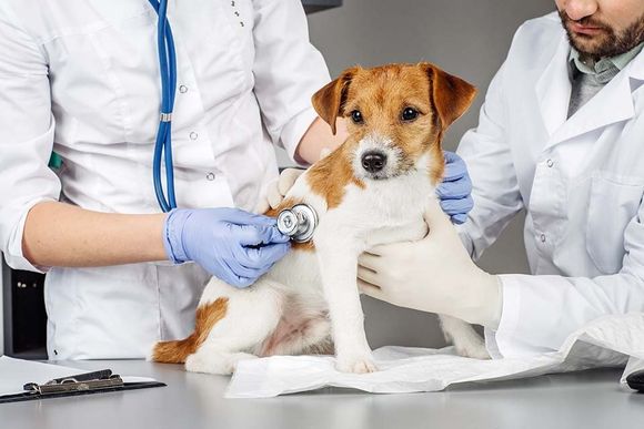 cucciolo di cane sottoposto a visita
