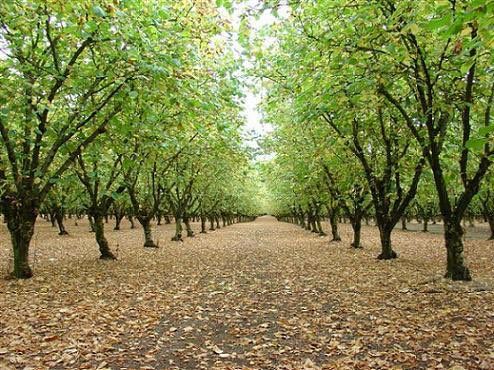 Image of row of hazel trees