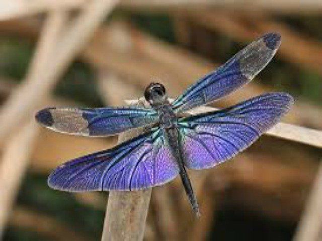 Purple dragonfly