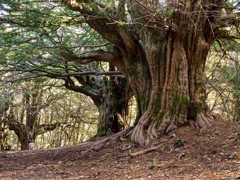 Ancient yew tree