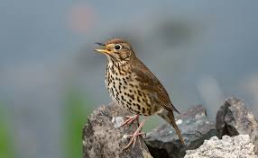 Image of  song thrush