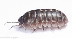 Woodlouse