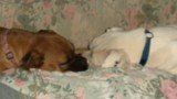 Dreaming!