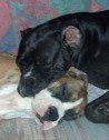 Pals