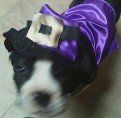 Trick or Treat!