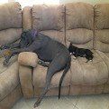 Pooped out!