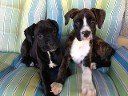 Best Buddies!