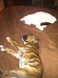 Dreaming about Cats!
