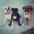 Scary Bunch LOL!