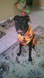 GREAT Zombie Hunter! Happy Halloween!