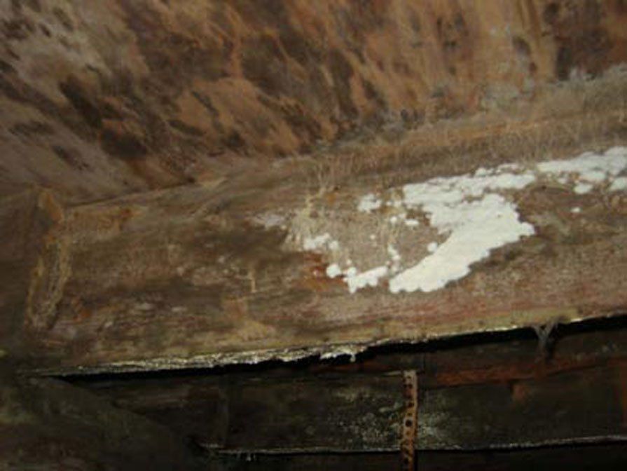 White rot on joist in crawl space.