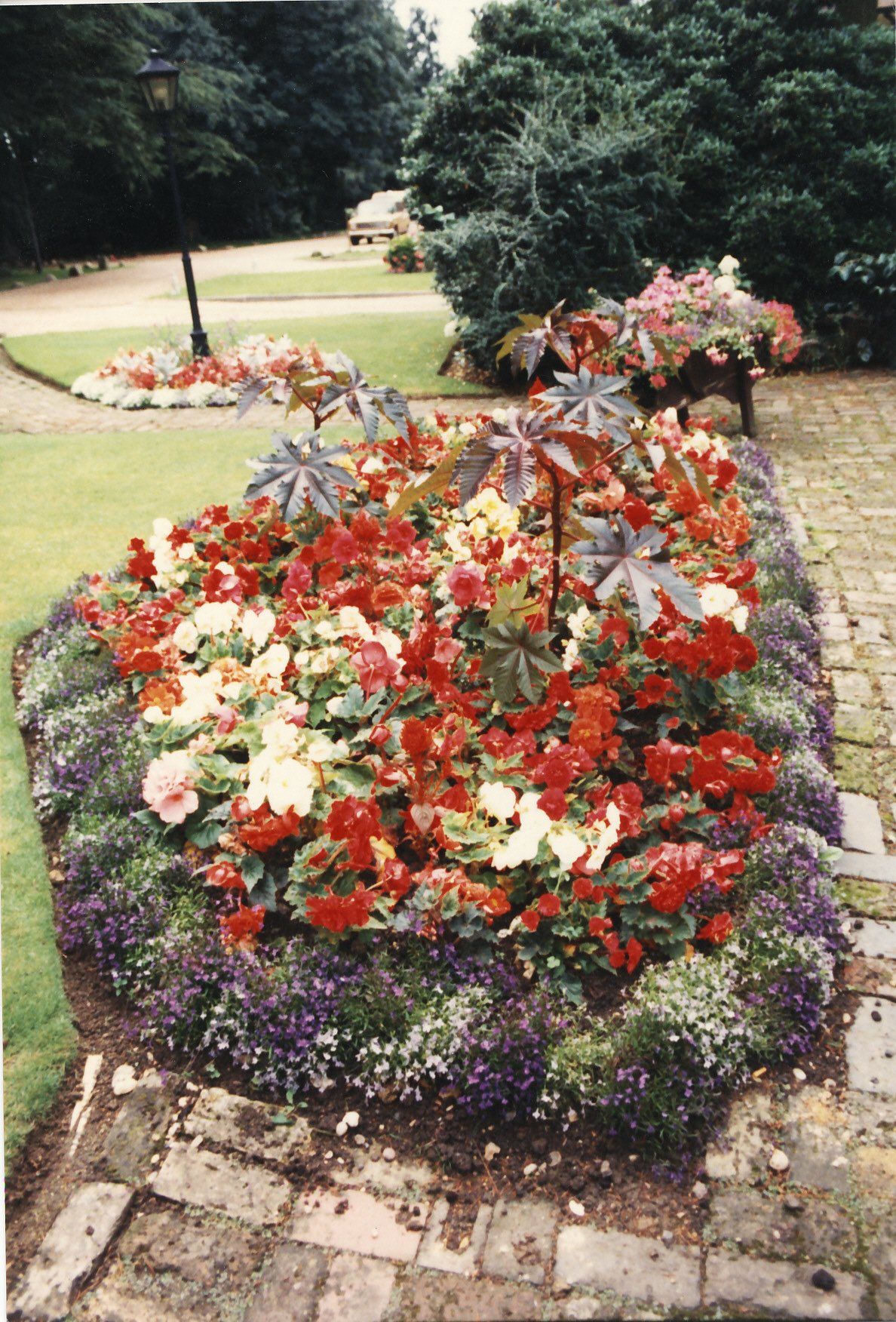red and white flowers