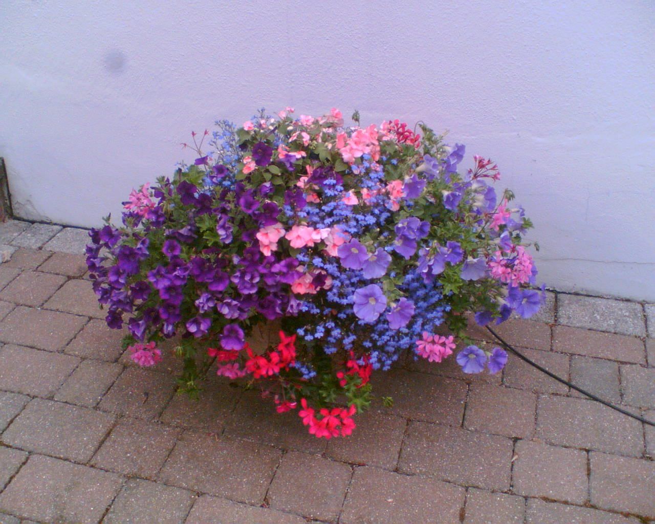 colourful flowers