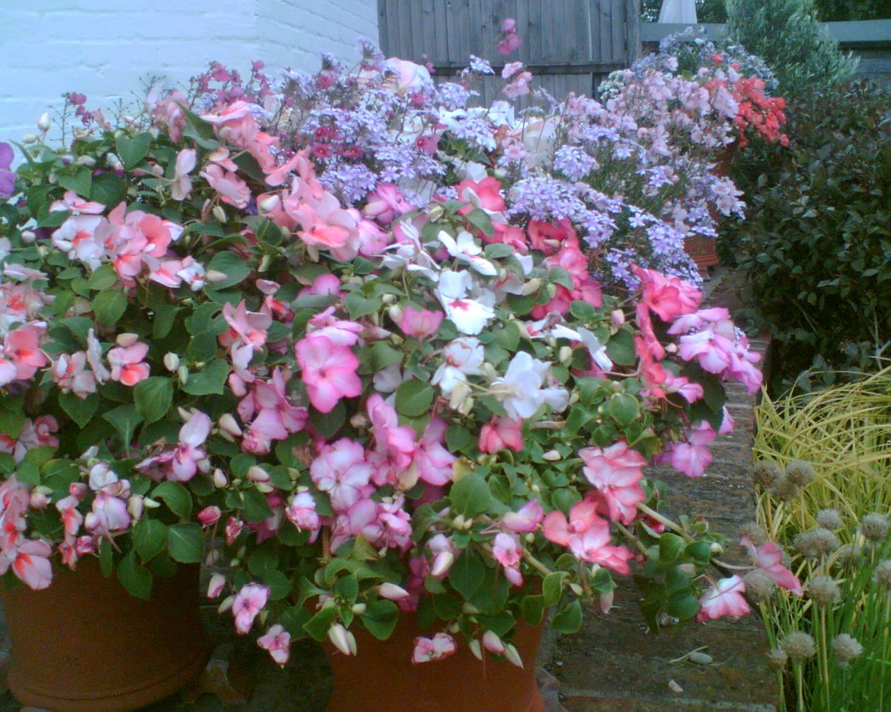 pink and white flowers