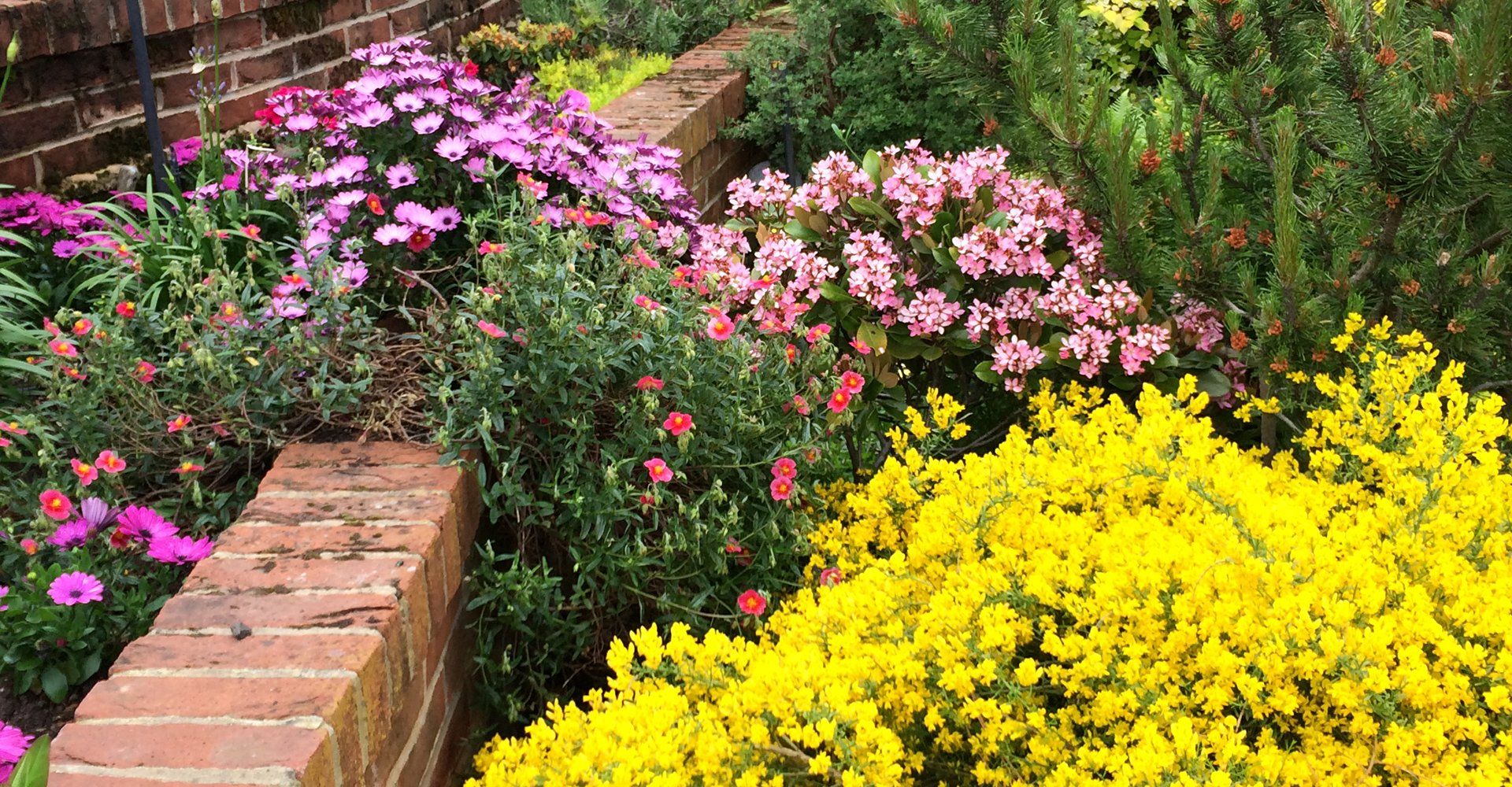 fresh flowers