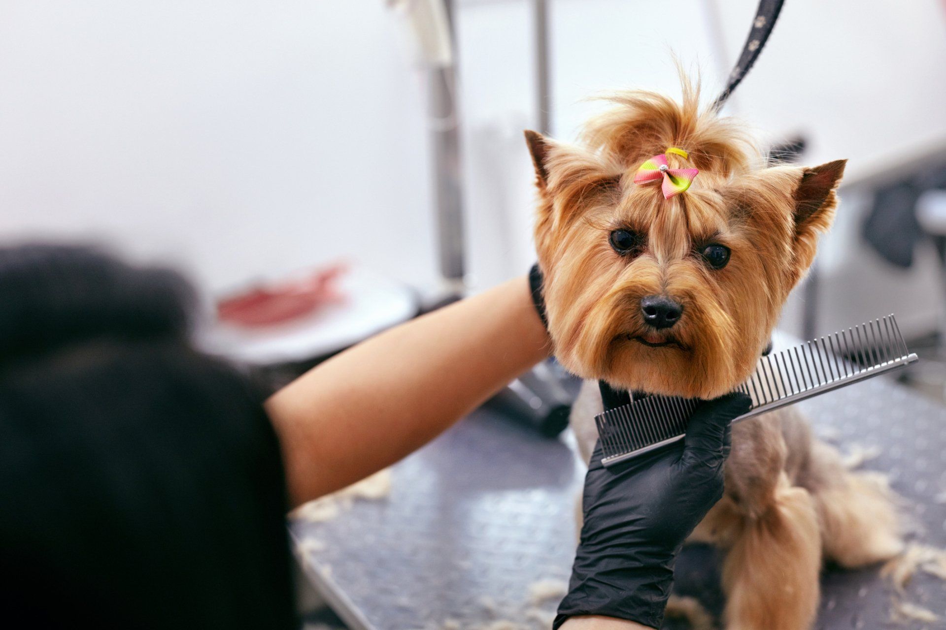 Pet Groomer Brushing Dog’s Hair — Studio City, CA — Rusty’s Discount Pet Center