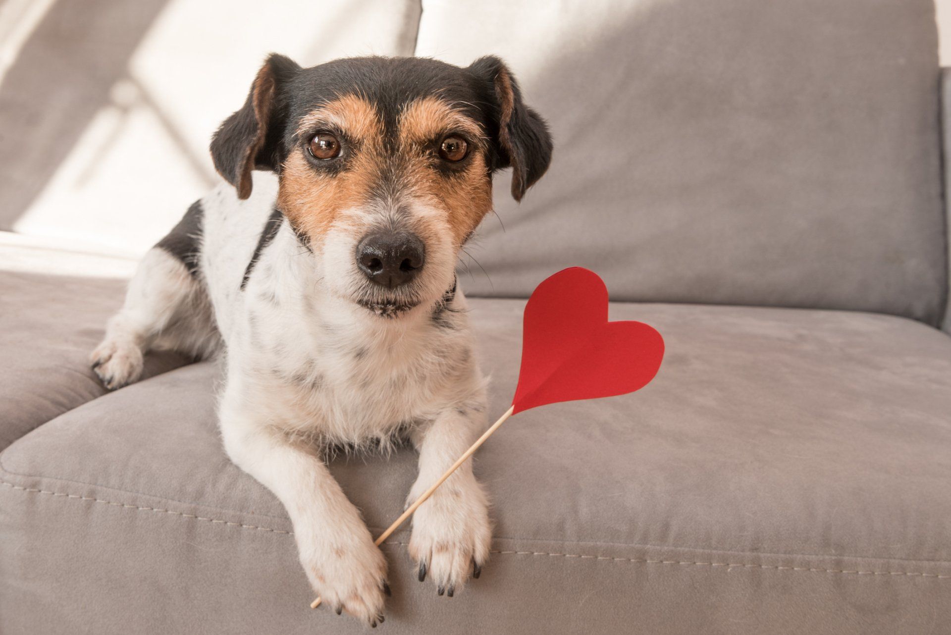 Romantic Jack Russell Terrier Dog — Studio City, CA — Rusty’s Discount Pet Center