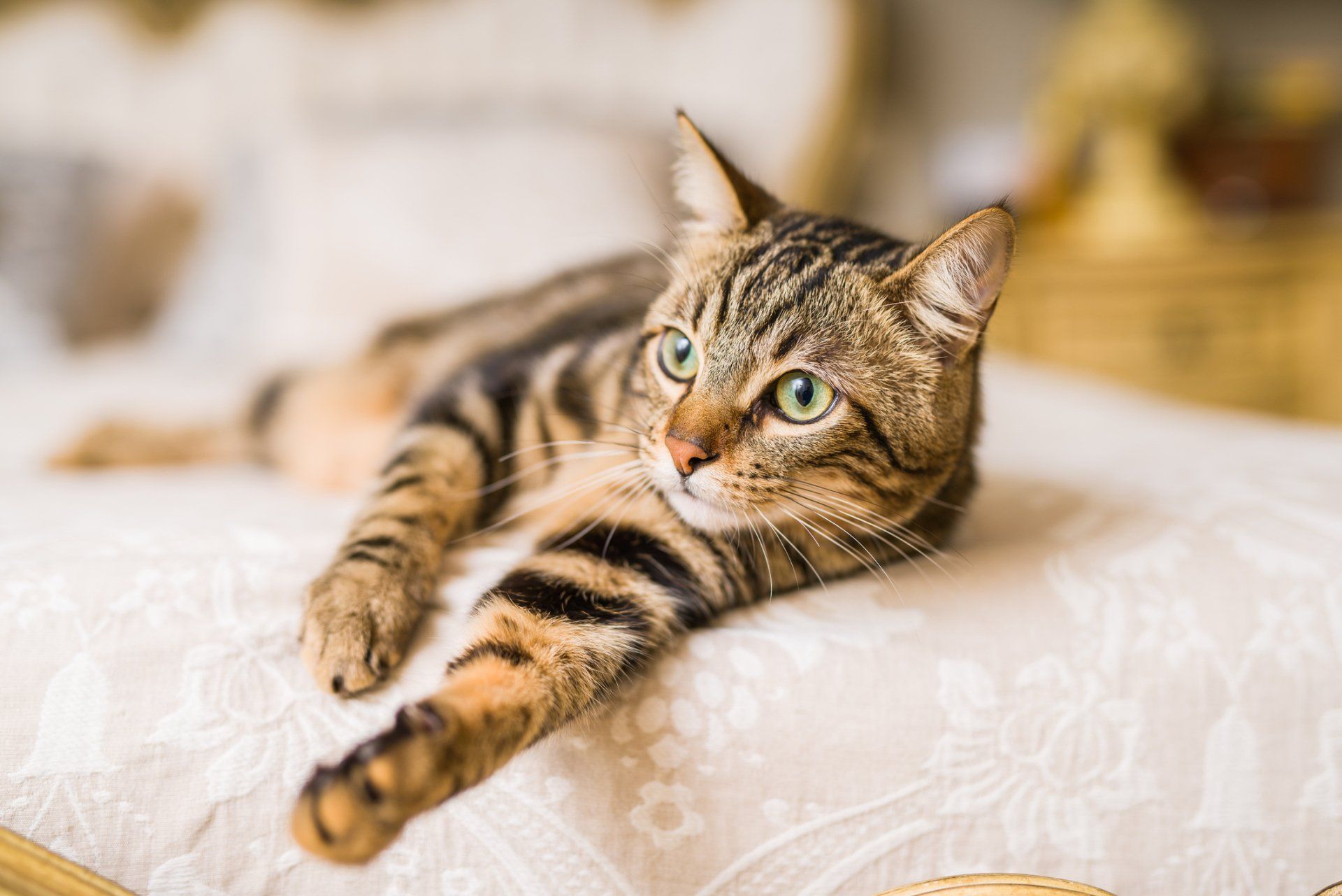 Beautiful Cat at Home — Studio City, CA — Rusty’s Discount Pet Center
