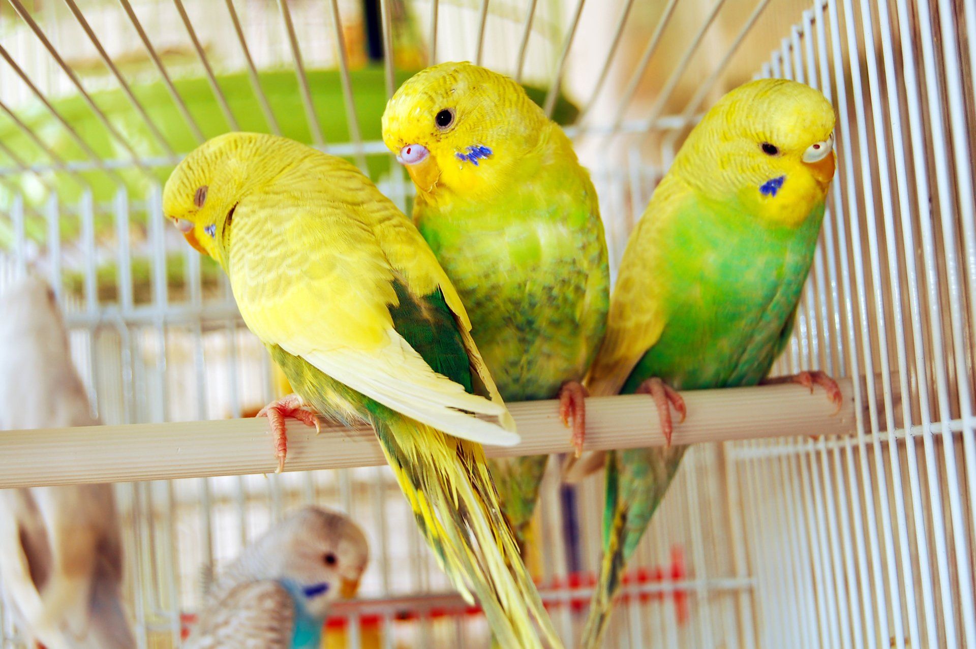 Yellow Budgerigars — Studio City, CA — Rusty’s Discount Pet Center