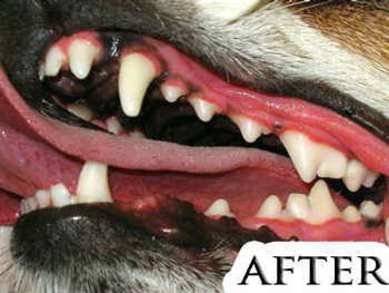 After Dog Teeth Cleaning — Studio City, CA — Rusty’s Discount Pet Center After Dog Teeth Cleaning — Studio City, CA — Rusty’s Discount Pet Center