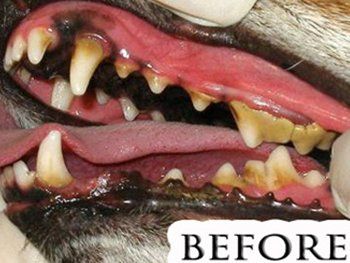 Before Dog Teeth Cleaning — Studio City, CA — Rusty’s Discount Pet Center Before Dog Teeth Cleaning — Studio City, CA — Rusty’s Discount Pet Center