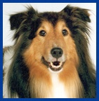 Rusty — Studio City, CA — Rusty’s Discount Pet Center Rusty — Studio City, CA — Rusty’s Discount Pet Center