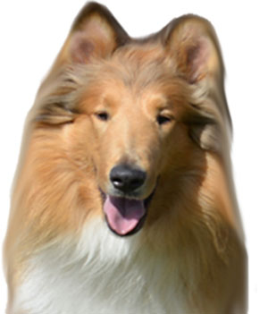 Rusty the Third — Studio City, CA — Rusty’s Discount Pet Center Rusty the Third — Studio City, CA — Rusty’s Discount Pet Center