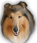 Rusty Junior — Studio City, CA — Rusty’s Discount Pet Center Rusty Junior — Studio City, CA — Rusty’s Discount Pet Center