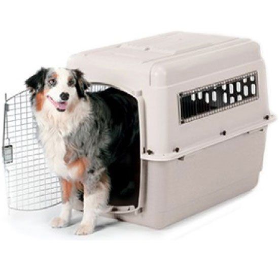 Cute Dog in Carrier — Studio City, CA — Rusty’s Discount Pet Center