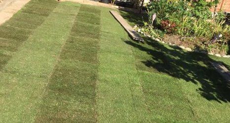 lawn