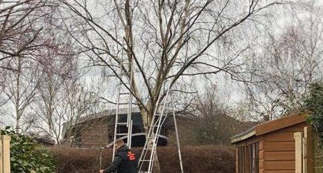 tree surgeon