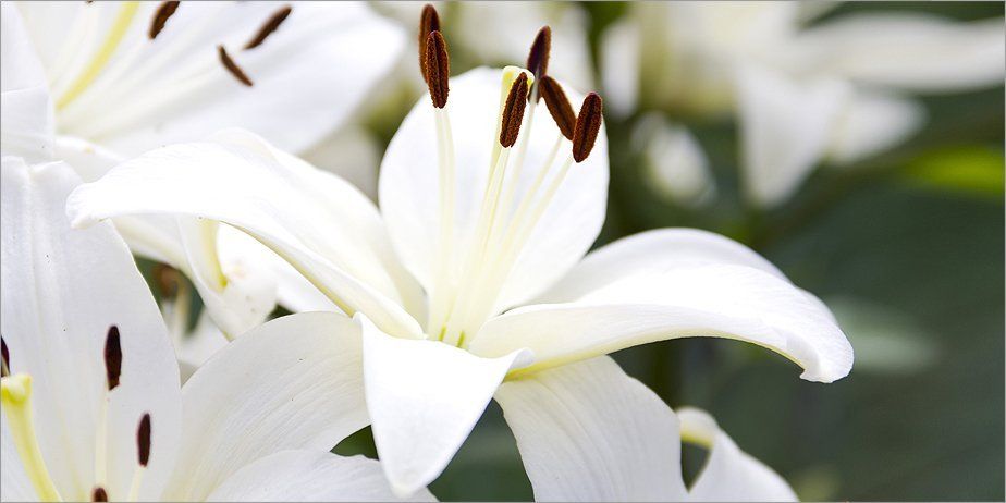 For repatriation, call 0141 424 0300 White flowers