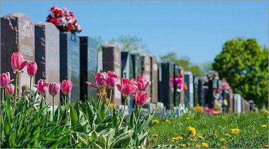 Flowers growing beside graves